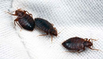 Plaga de cucharachas