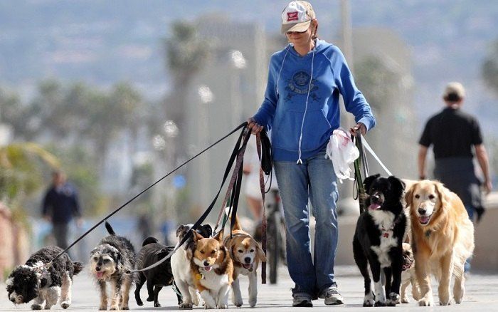 Paseador de perros