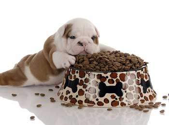 Comprar pienso para perros