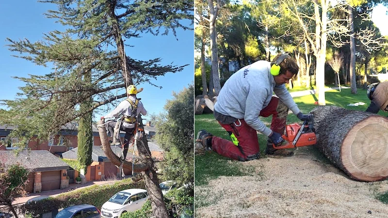Emprender en Madrid con una empresa de tala y poda de árboles